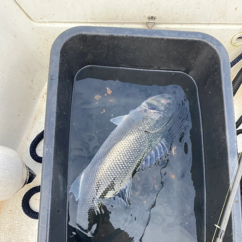 European seabass caught on Fishbrain