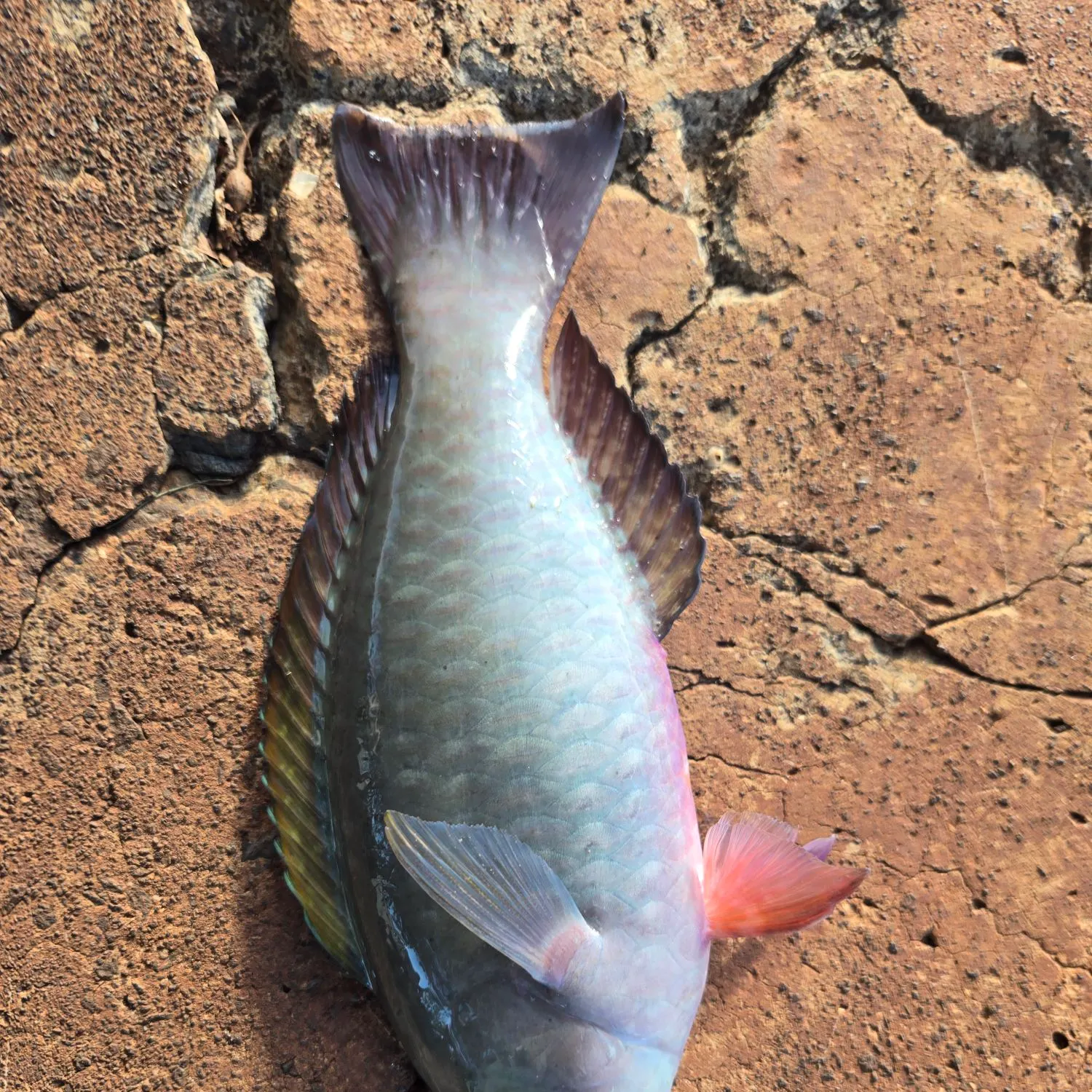 The most recent Common parrotfish catches on Fishbrain