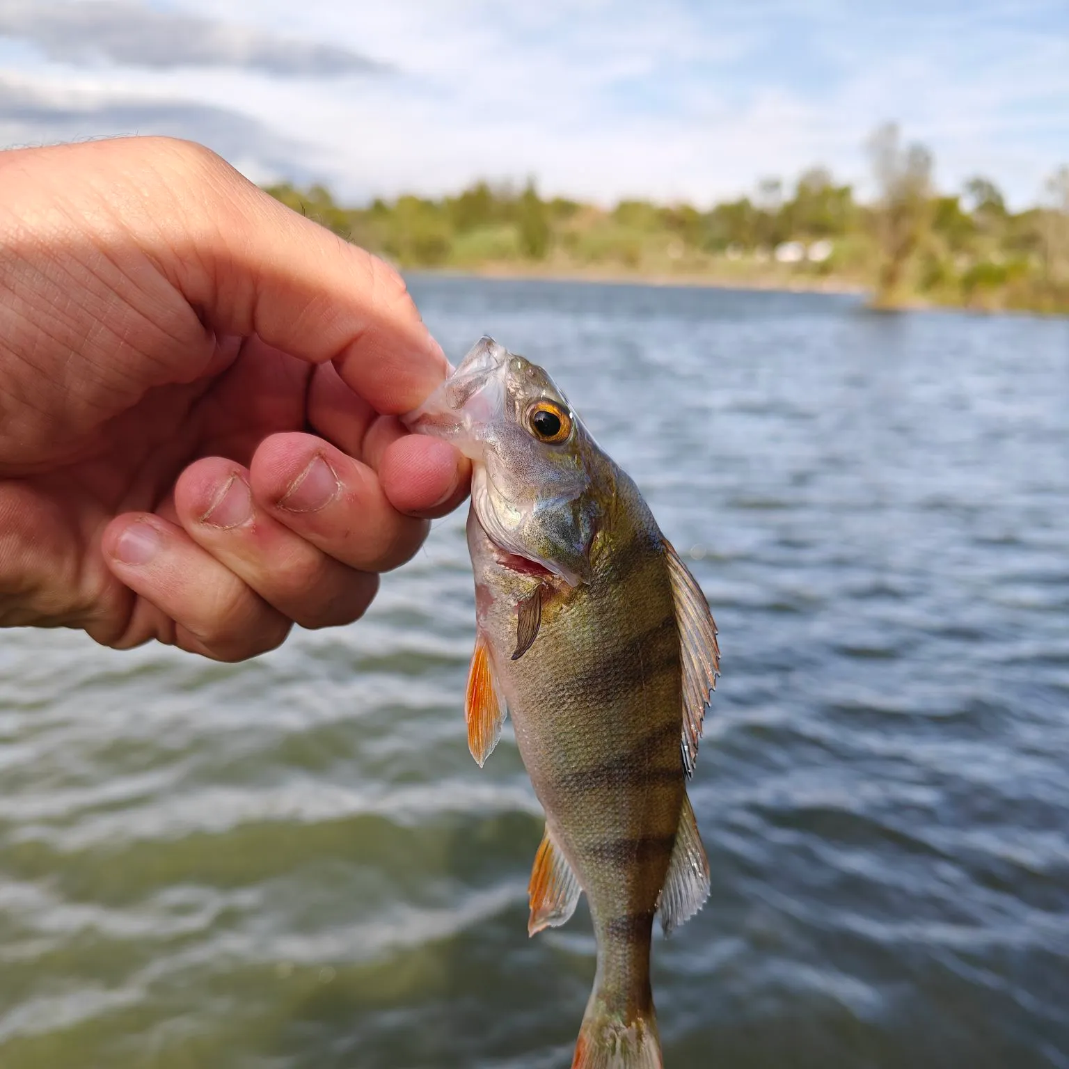 European perch caught on Fishbrain