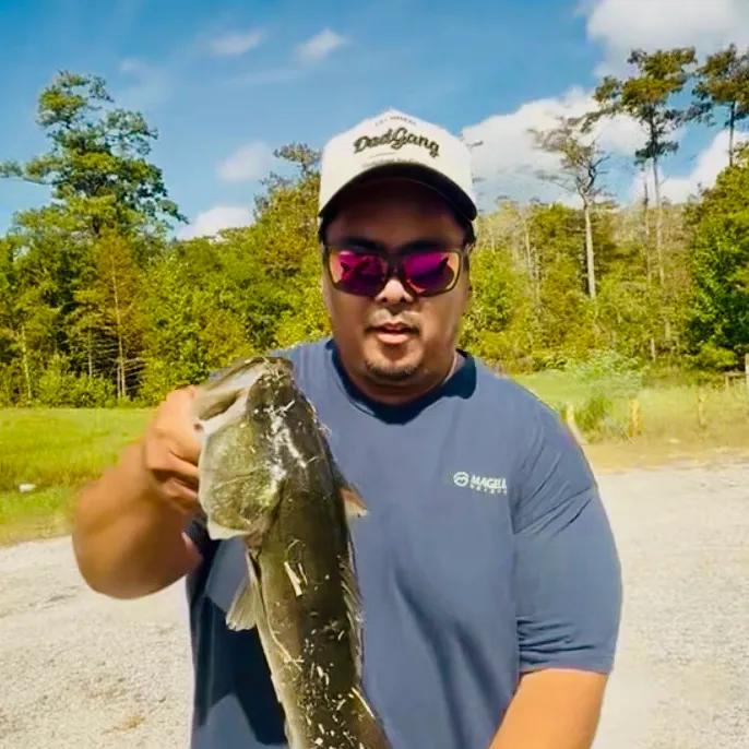 Largemouth bass caught on Fishbrain