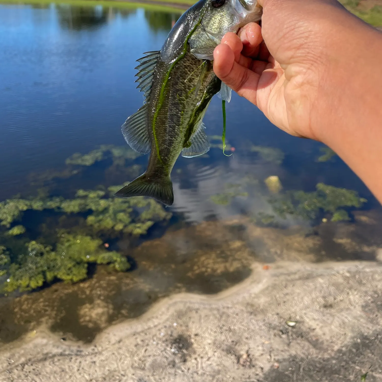 The most recent Largemouth bass catches on Fishbrain