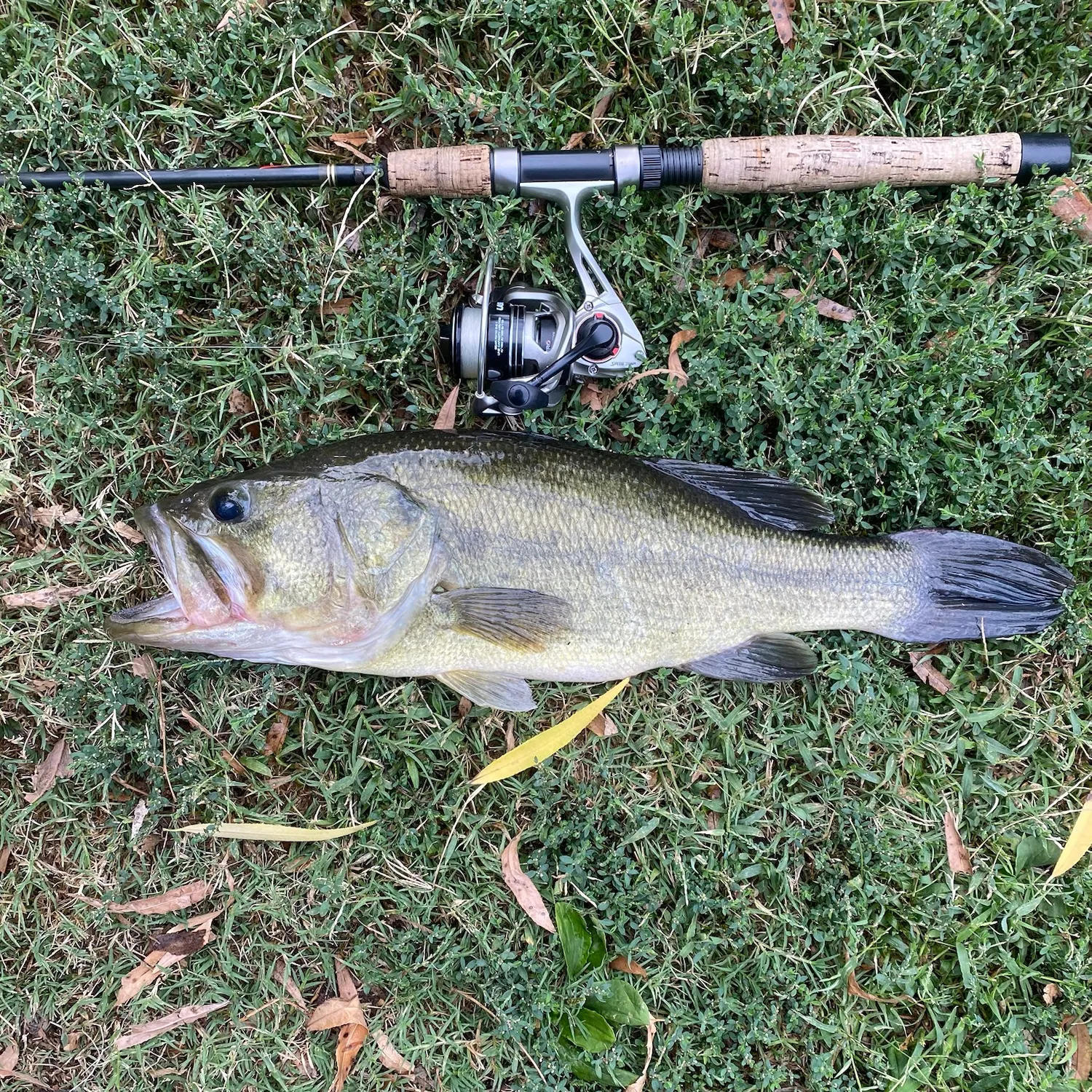 Largemouth bass caught on Fishbrain