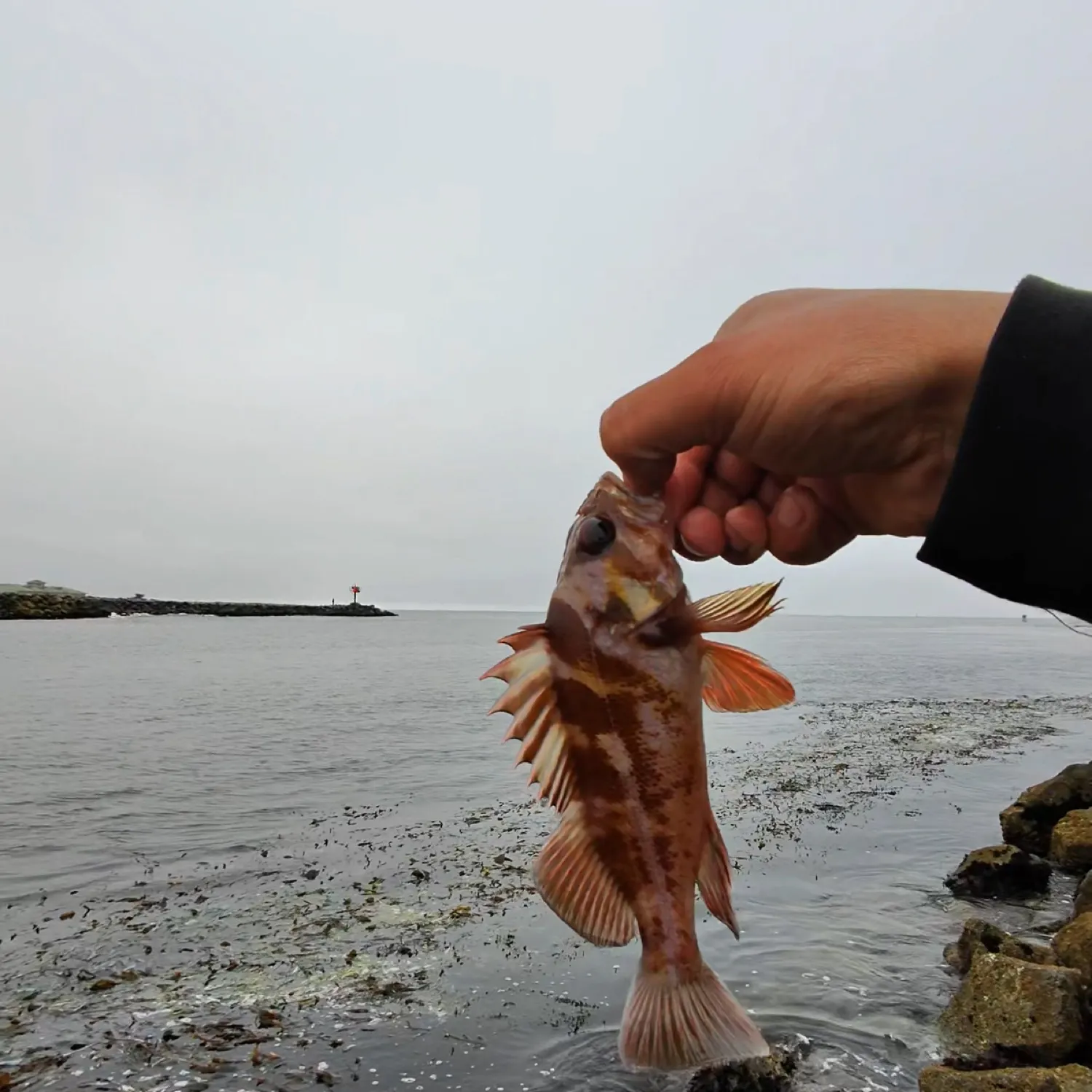 The most recent Calico rockfish catches on Fishbrain