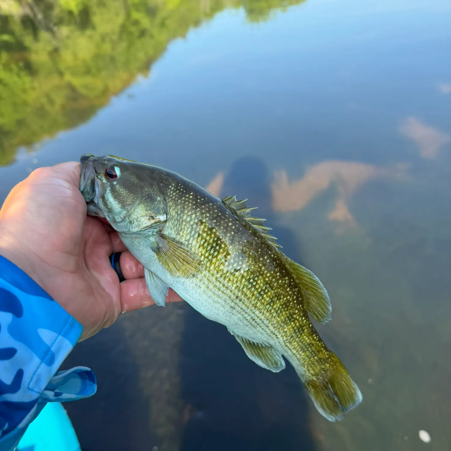 The most recent Tallapoosa bass catches on Fishbrain