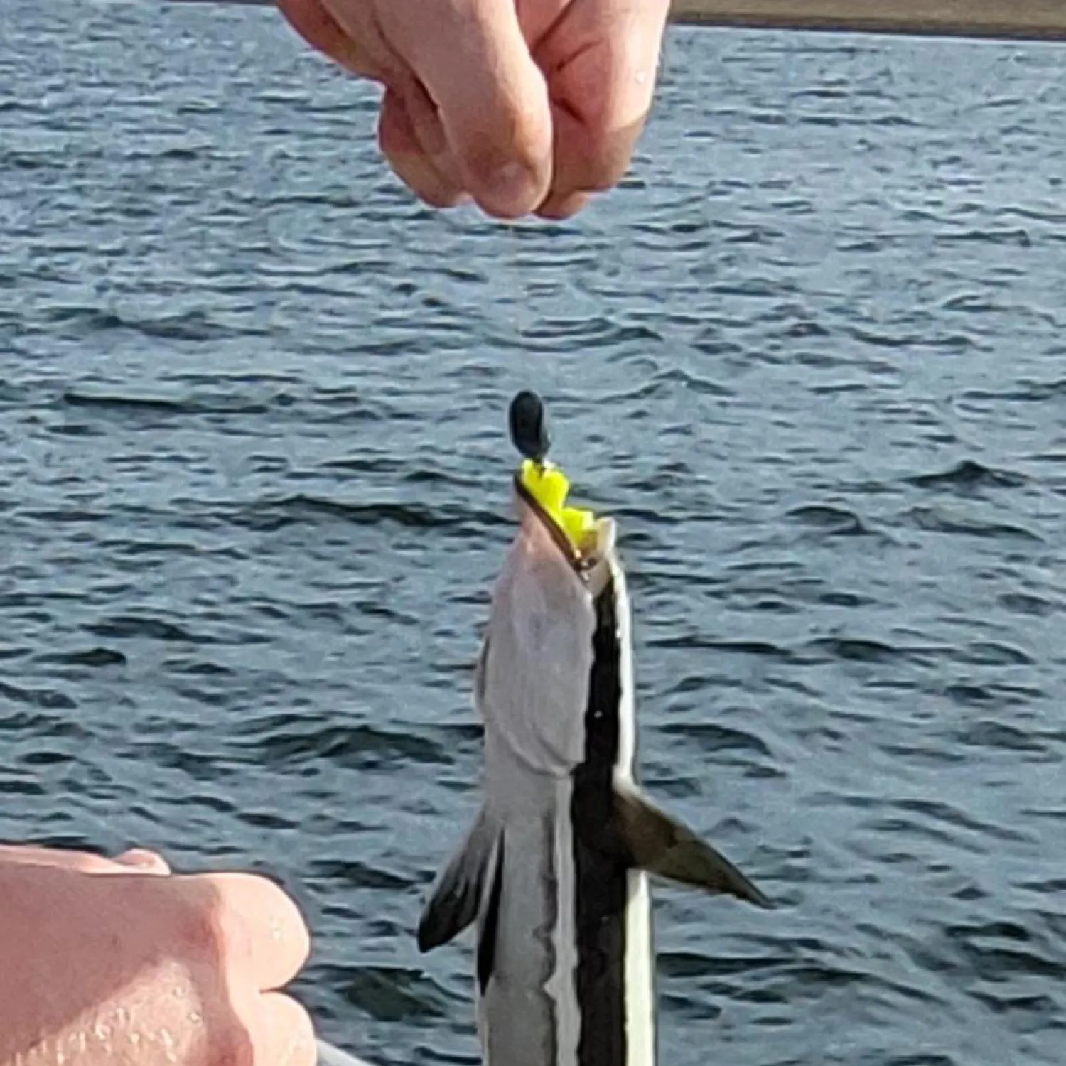 The most recent Live sharksucker catches on Fishbrain