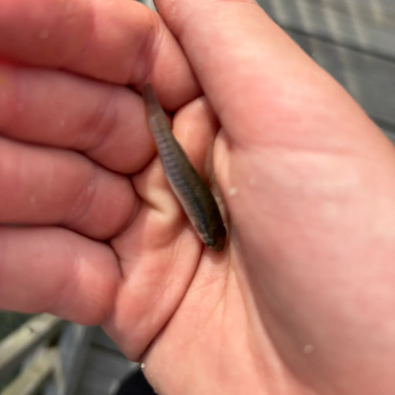 The most recent Round Scad catches on Fishbrain