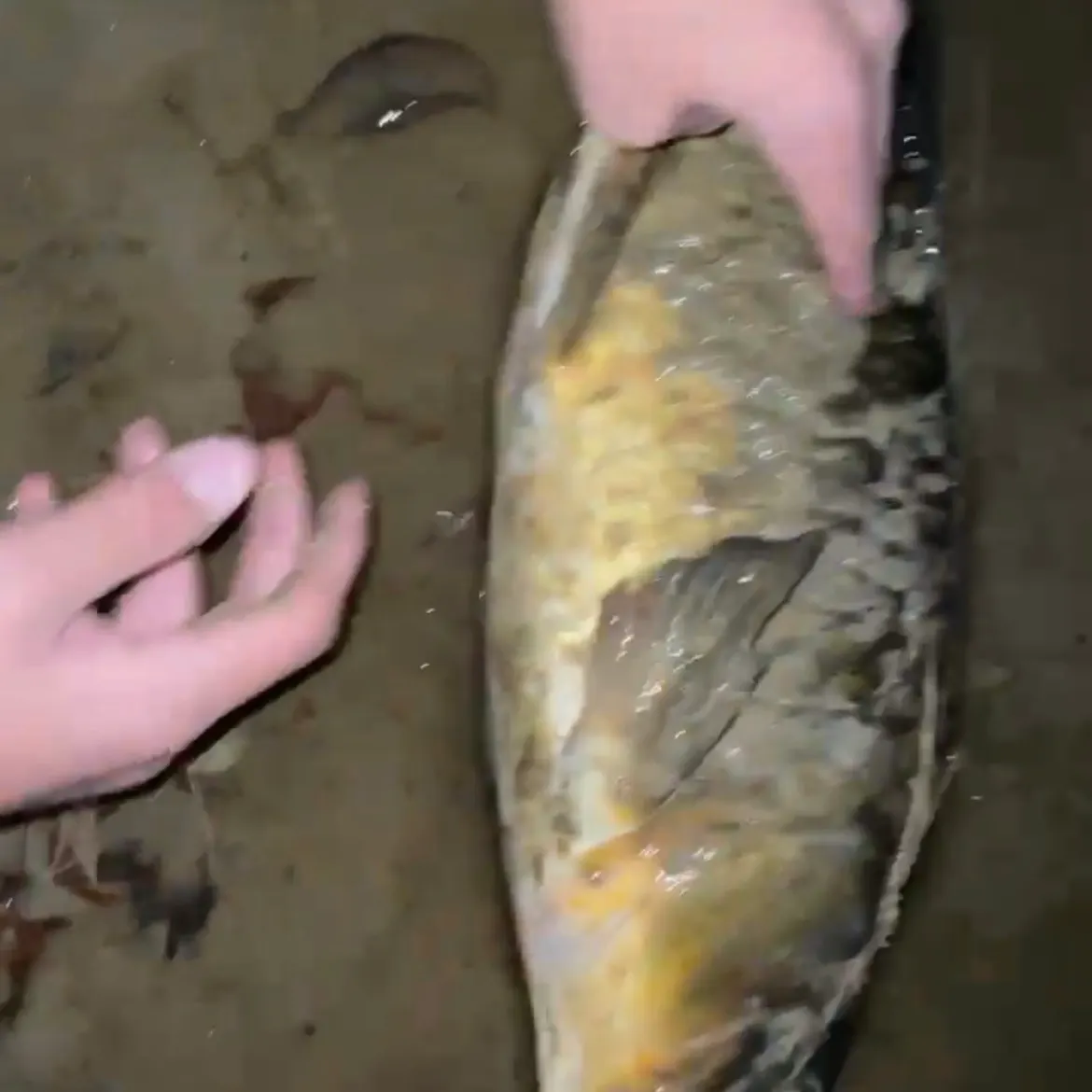Common carp caught on Fishbrain
