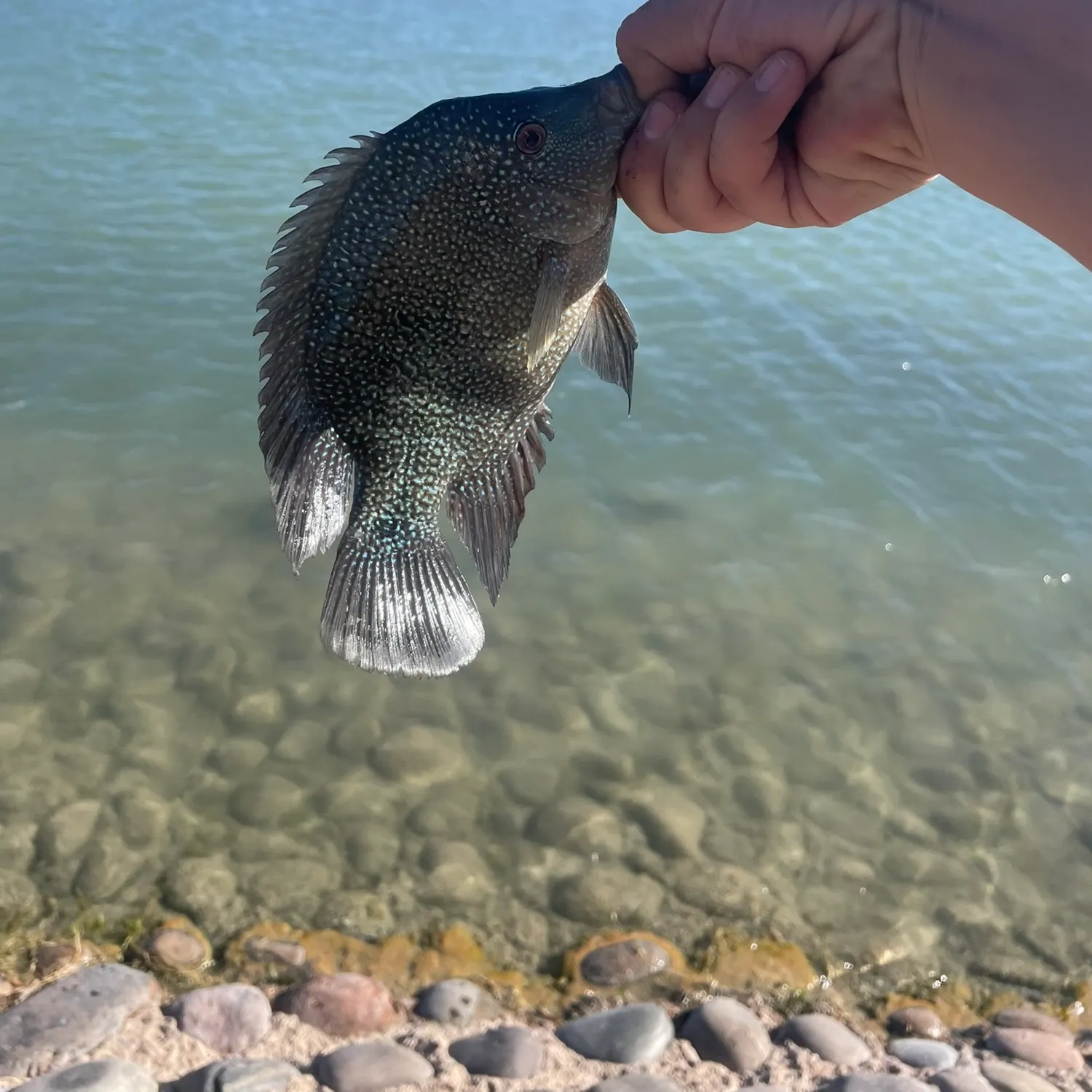 Rio Grande cichlid caught on Fishbrain