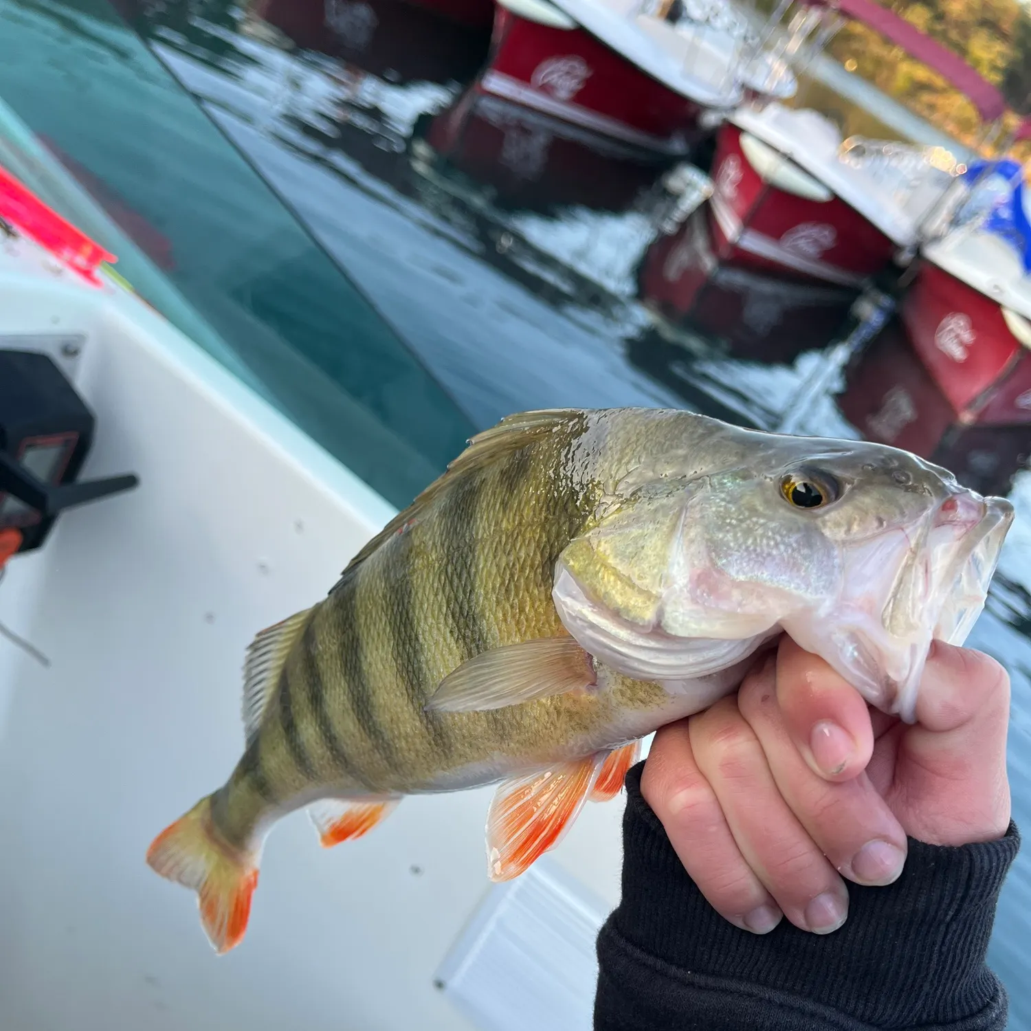 European perch caught on Fishbrain