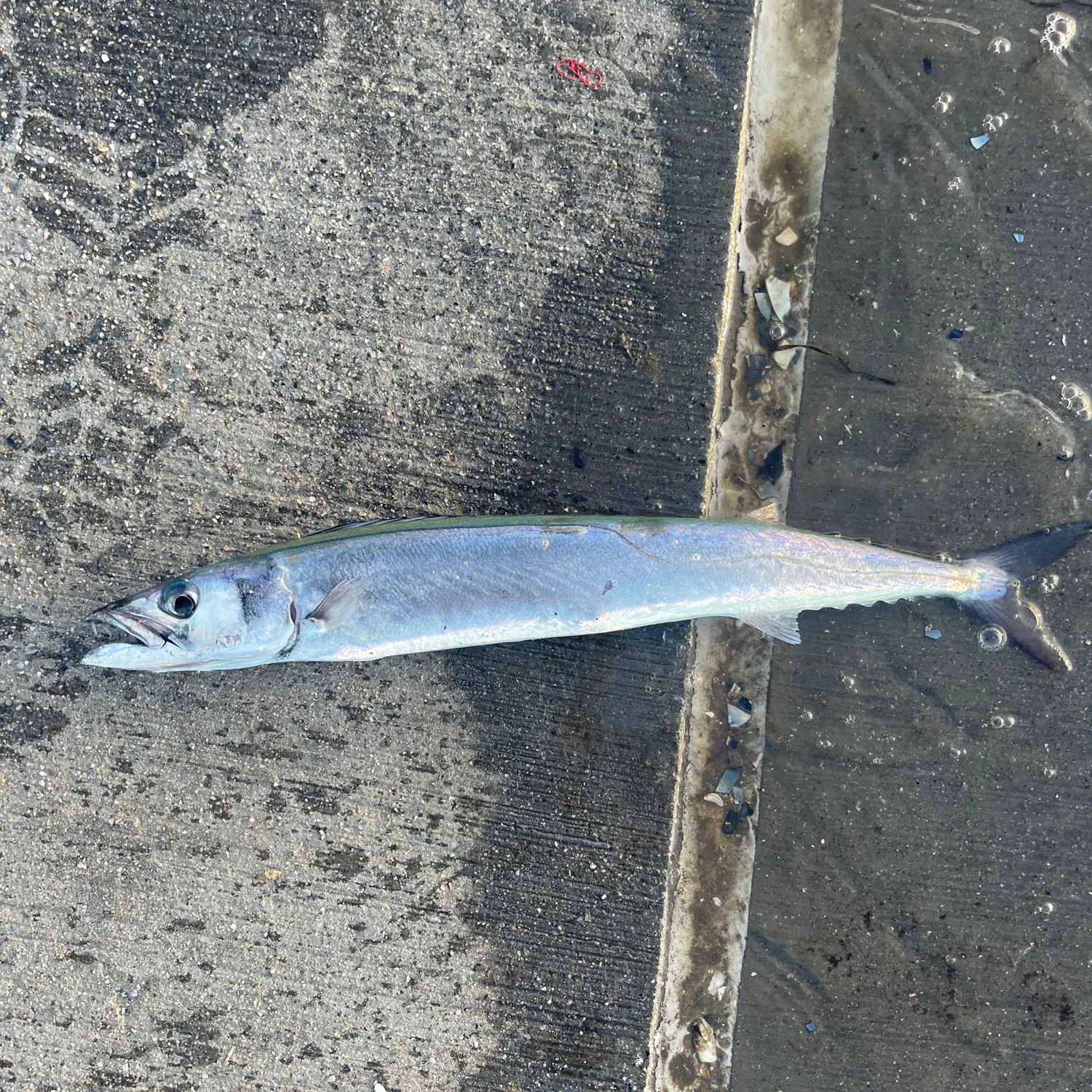 The most popular recent Snoek catch on Fishbrain
