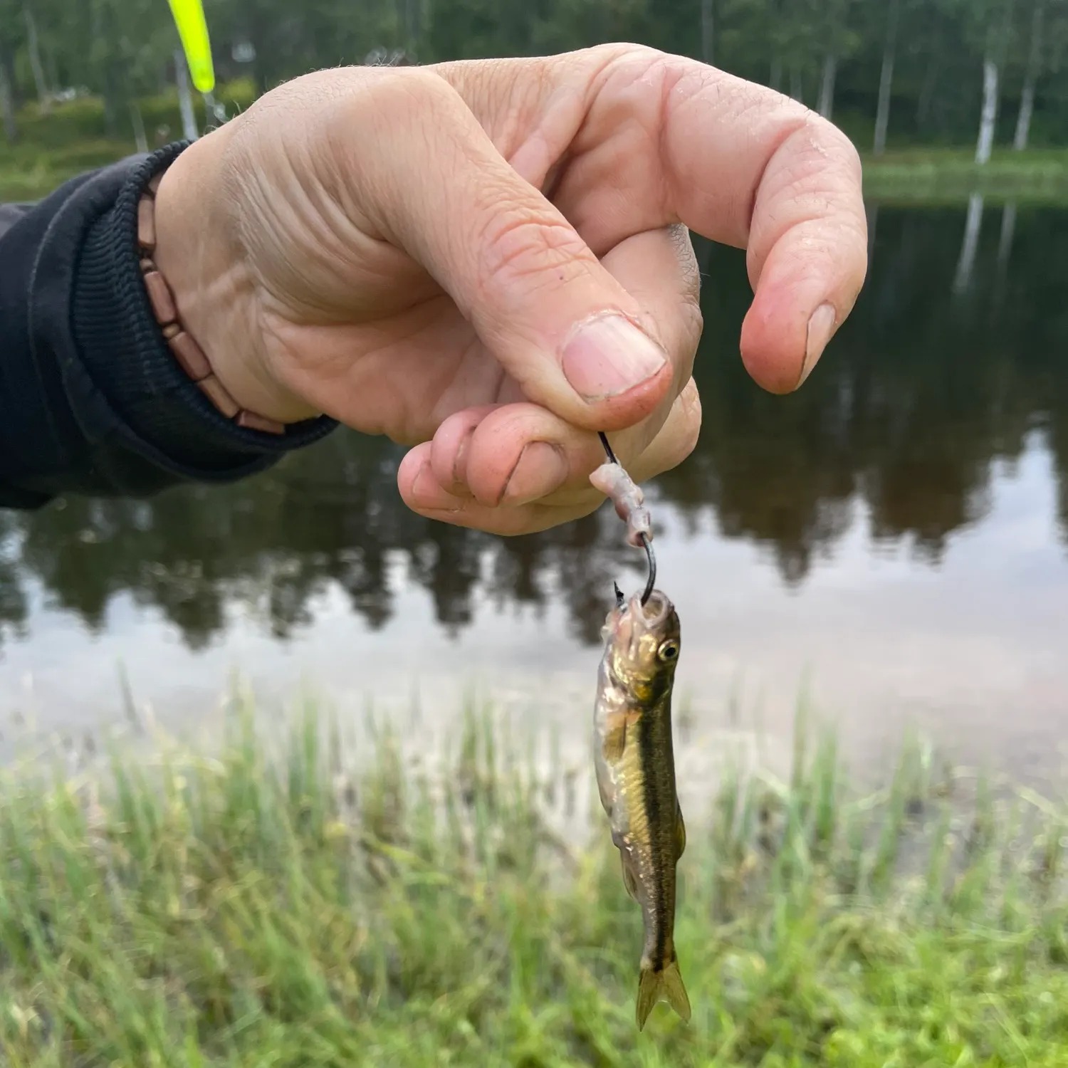 Eurasian minnow caught on Fishbrain