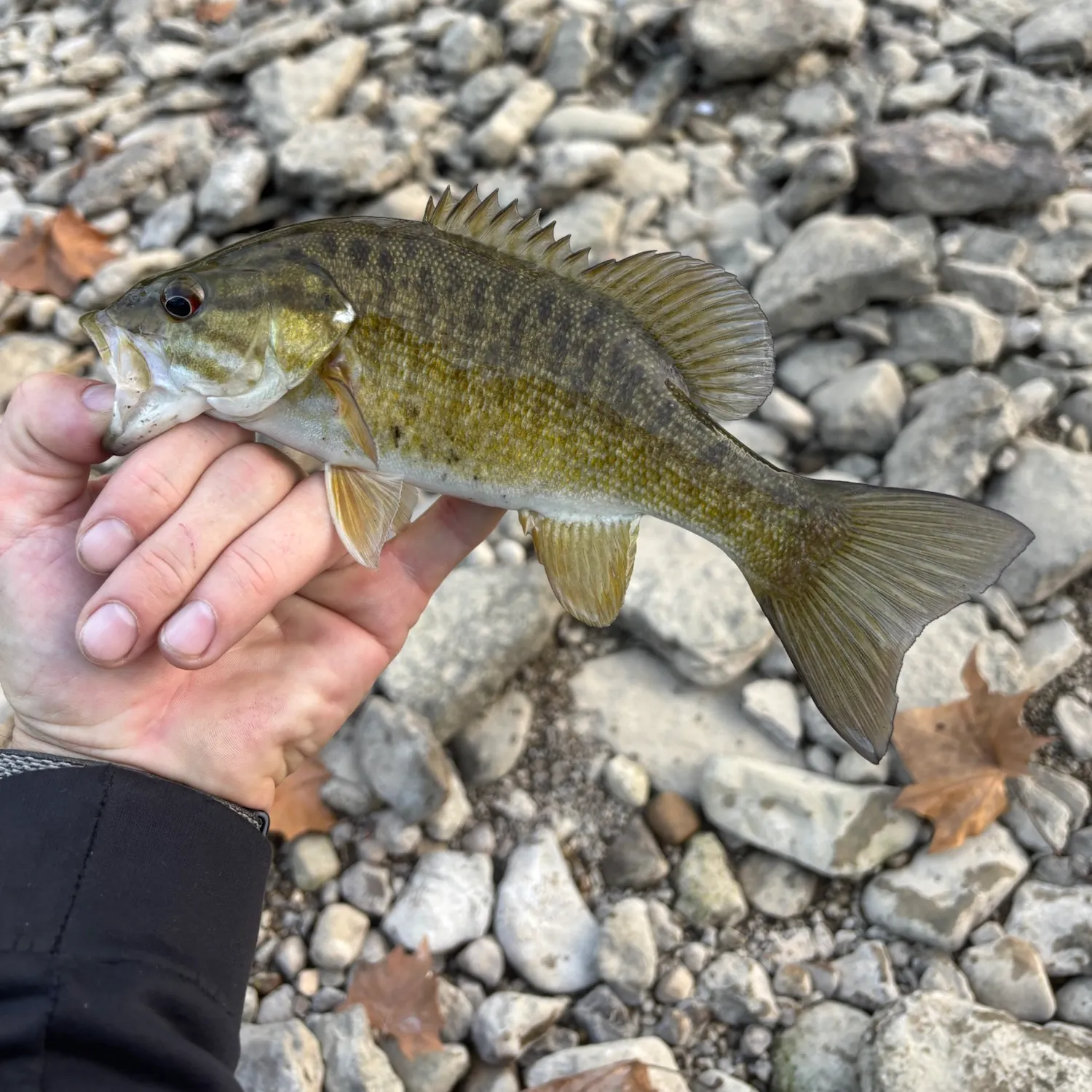 Smallmouth bass caught on Fishbrain