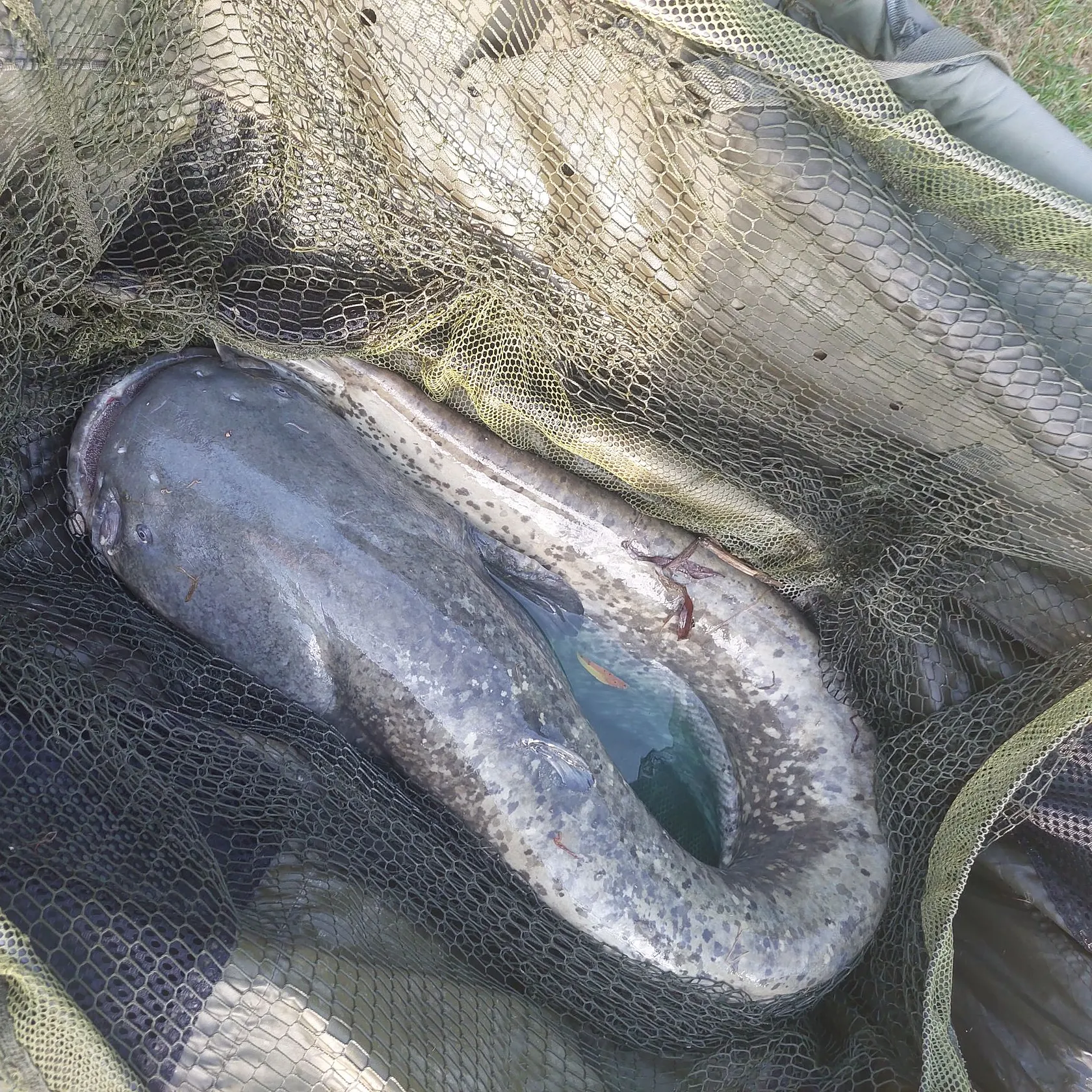 The most recent Wels catfish catches on Fishbrain