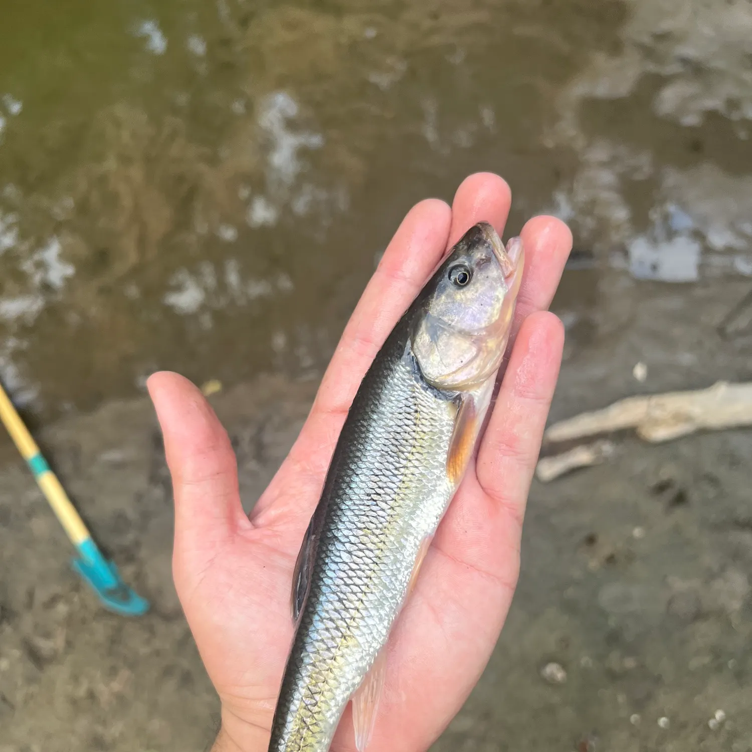 Creek chub caught on Fishbrain