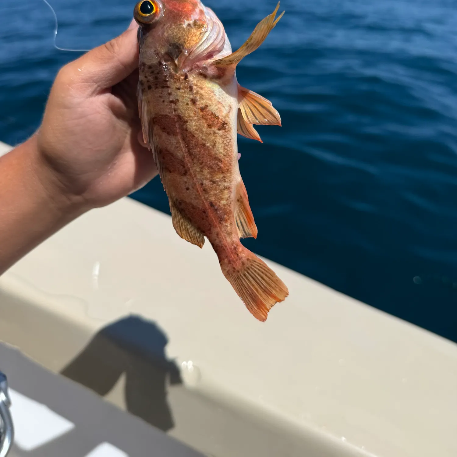 The most recent Calico rockfish catches on Fishbrain