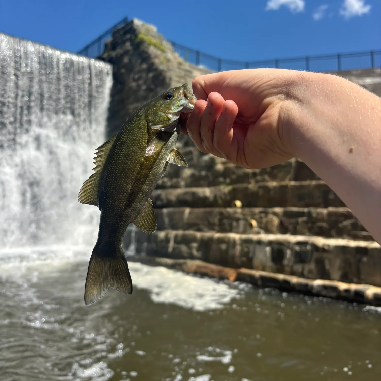 Smallmouth bass caught on Fishbrain