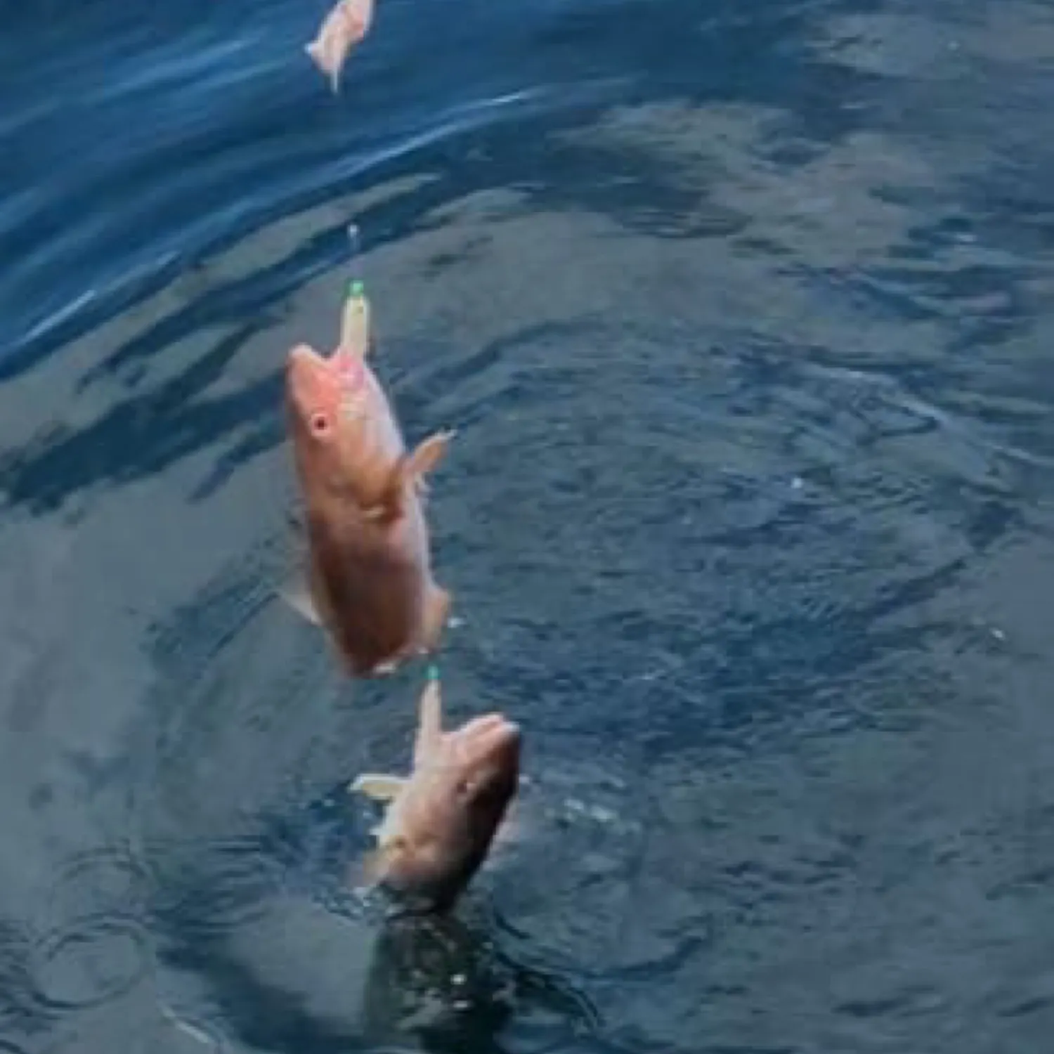 most liked catch image