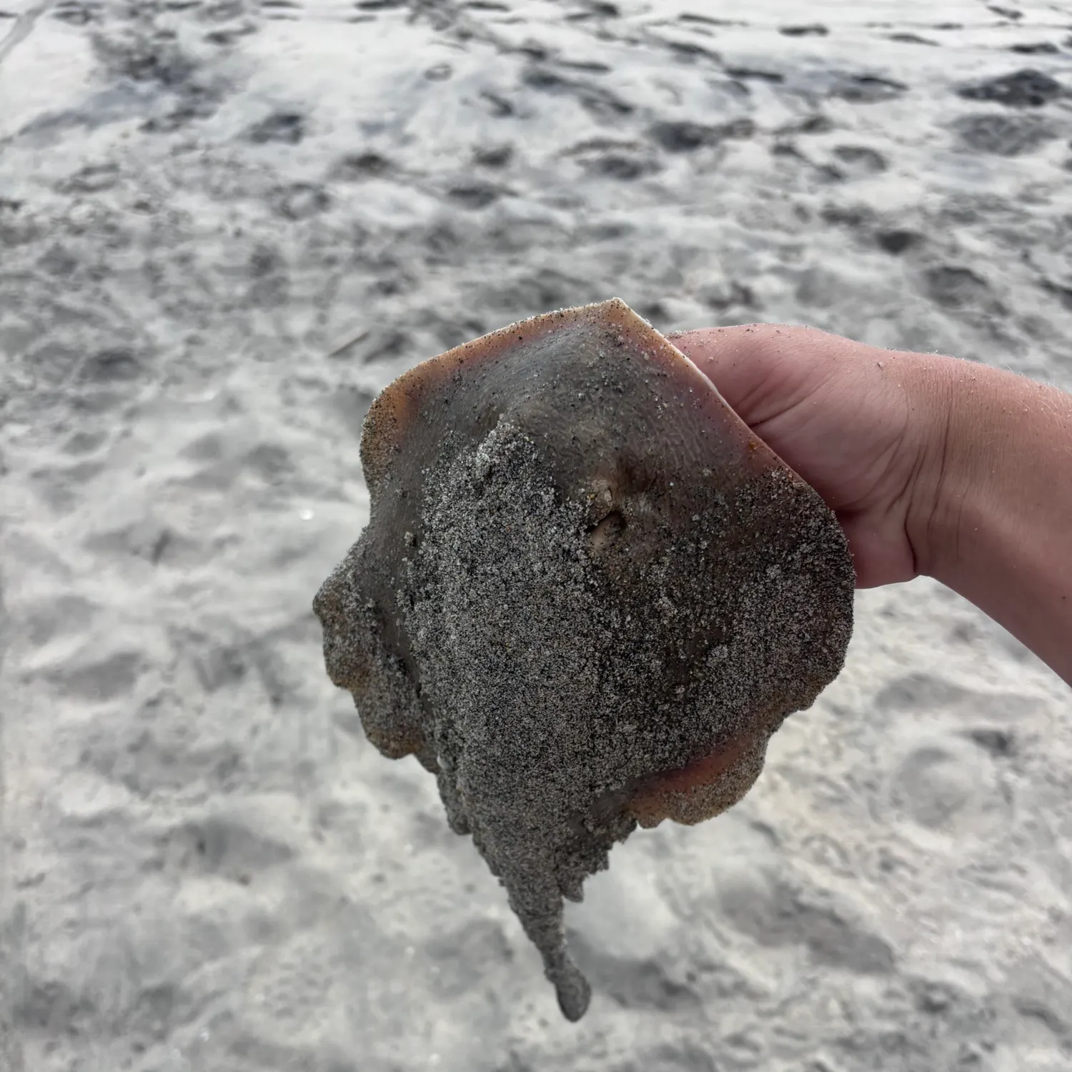 The most recent Haller's round ray catches on Fishbrain