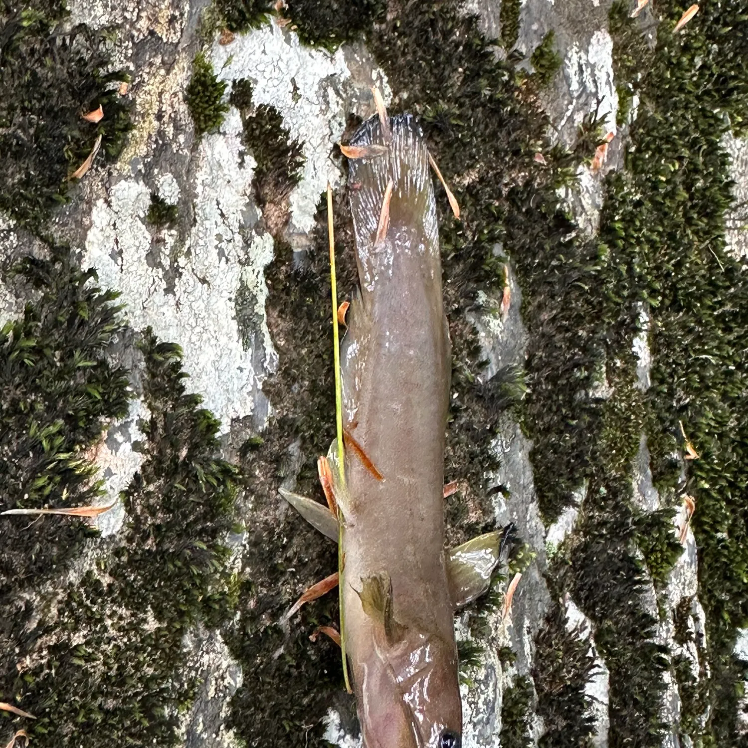 The most recent Margined madtom catches on Fishbrain