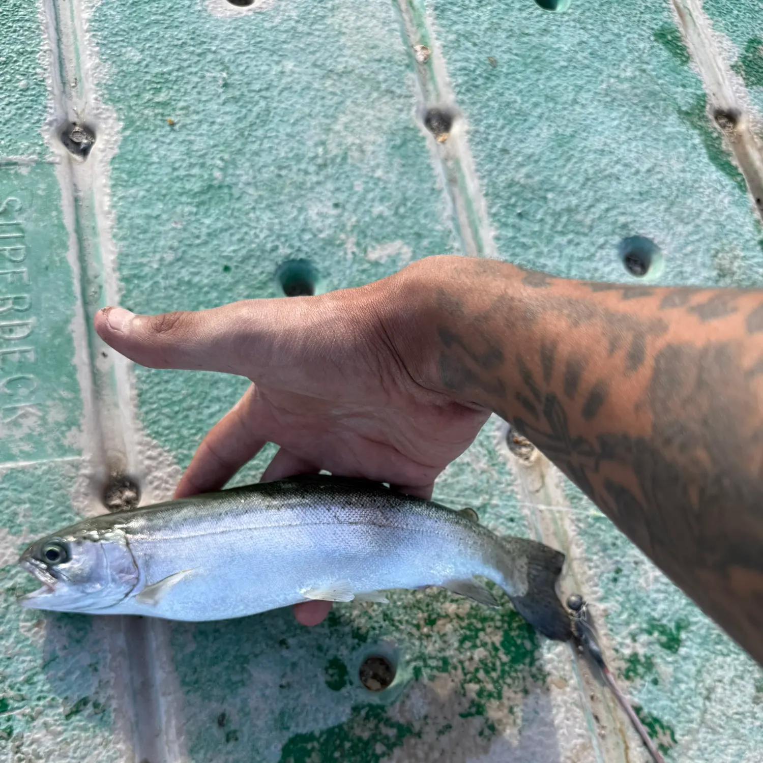 recently logged catches