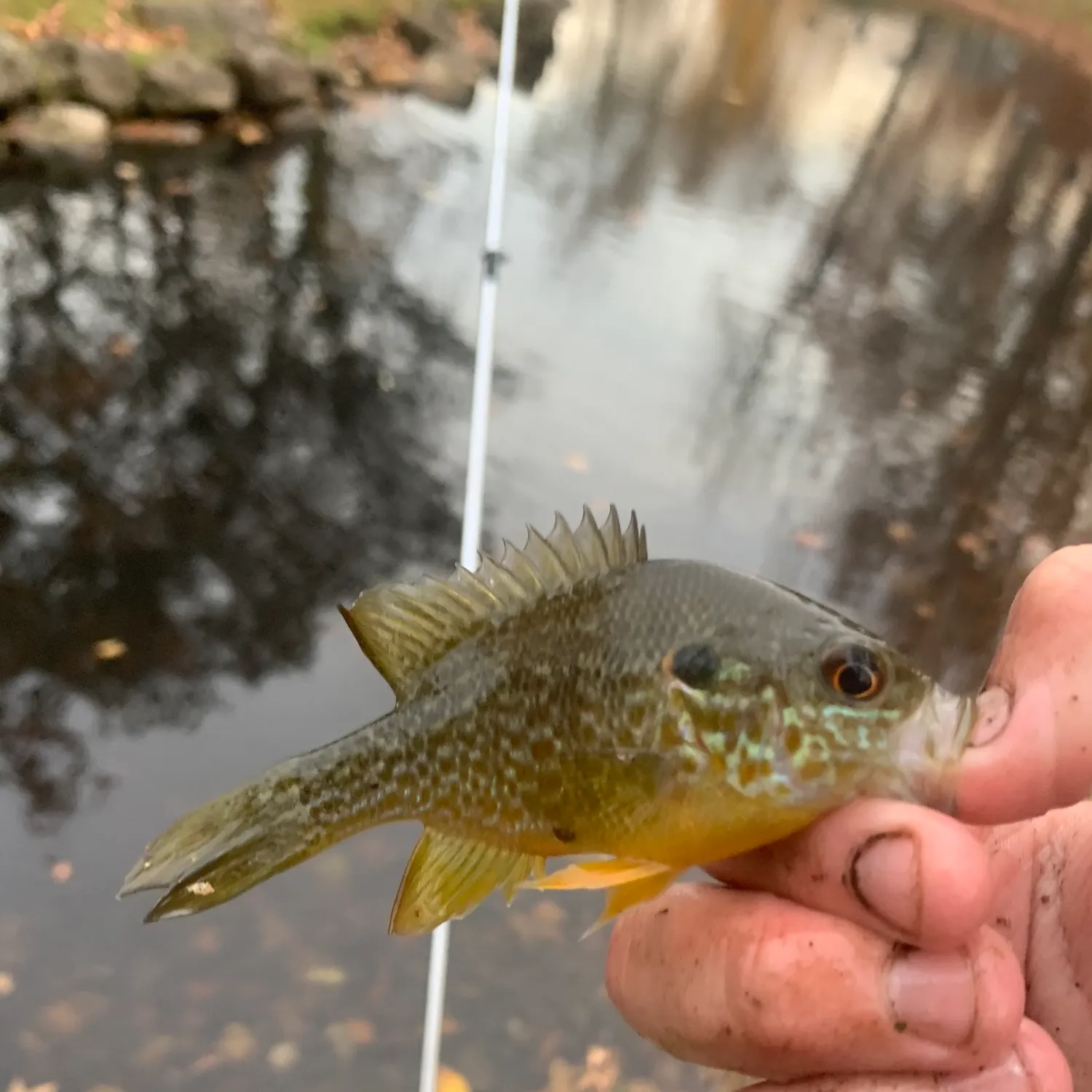 The most recent Pumpkinseed x green sunfish catches on Fishbrain