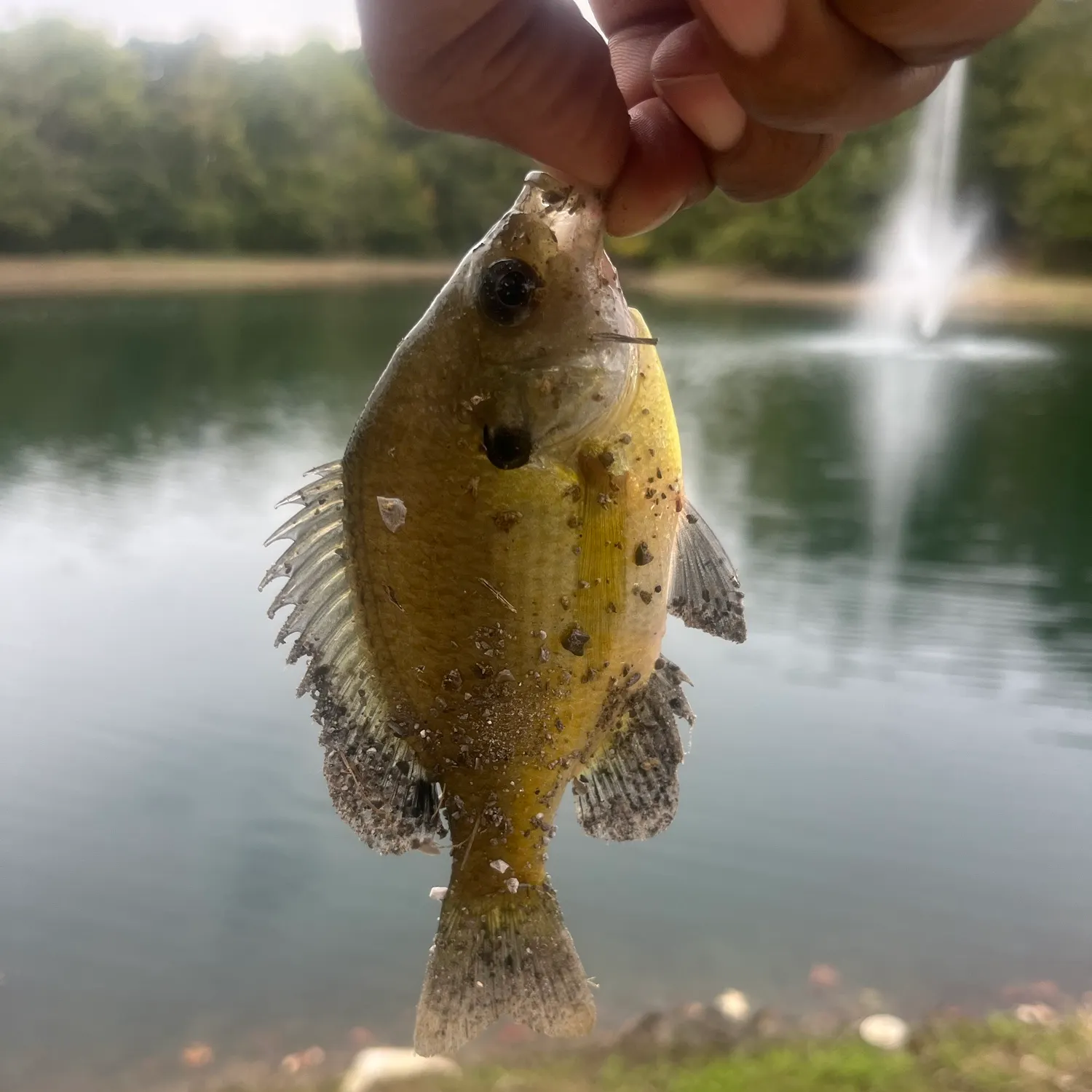 Bluegill caught on Fishbrain