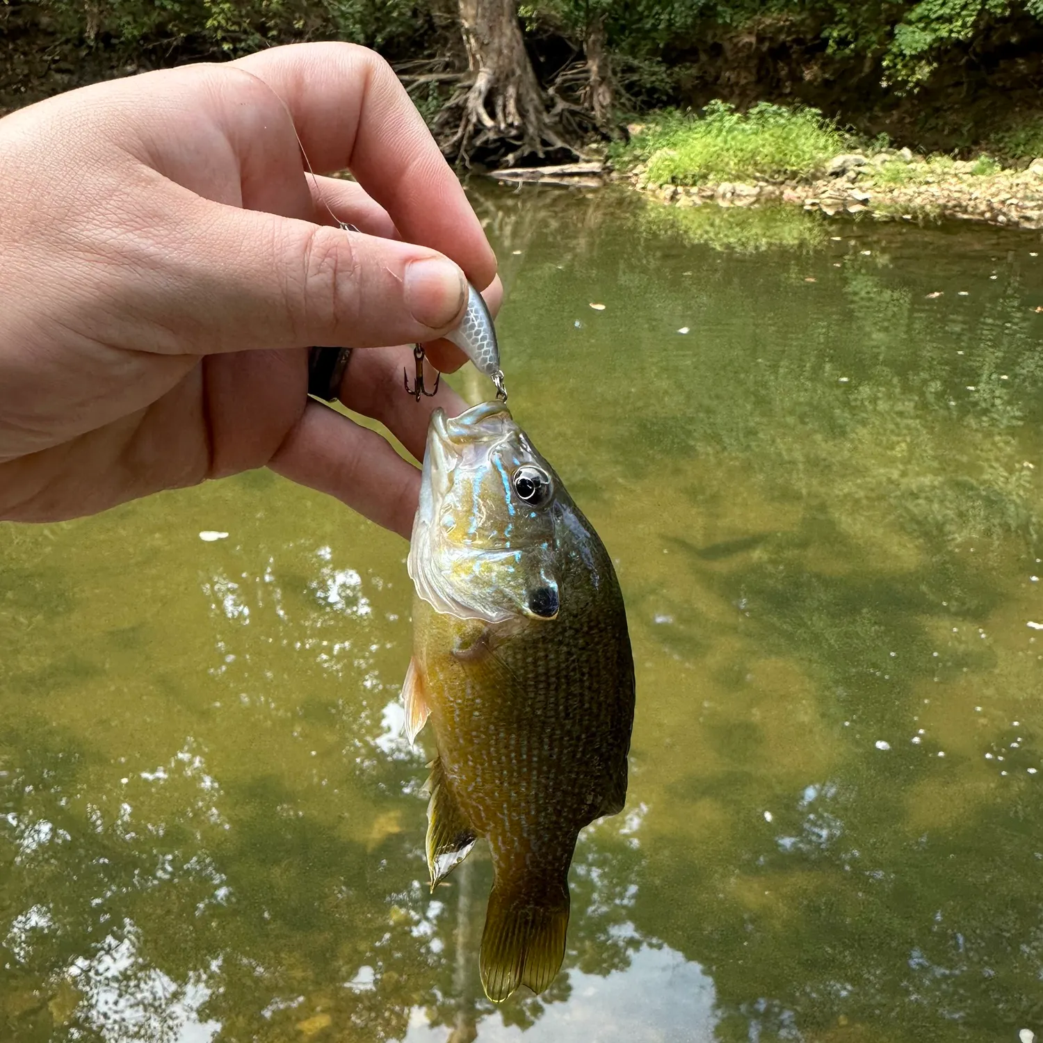 Green sunfish caught on Fishbrain