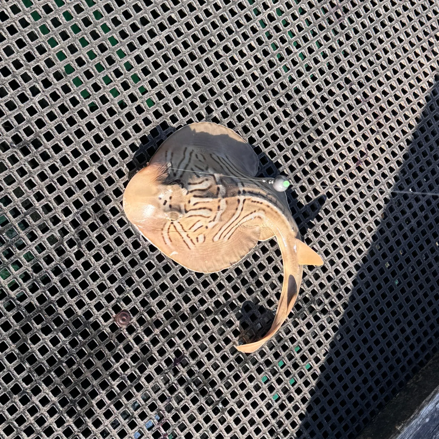 The most recent Southern fiddler catches on Fishbrain