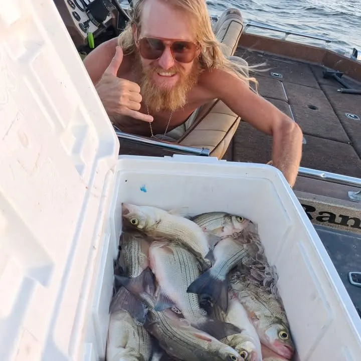 White bass caught on Fishbrain
