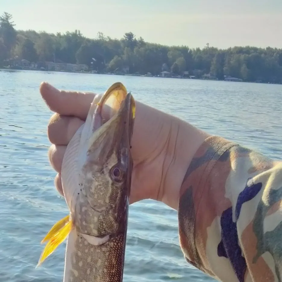 Northern pike caught on Fishbrain