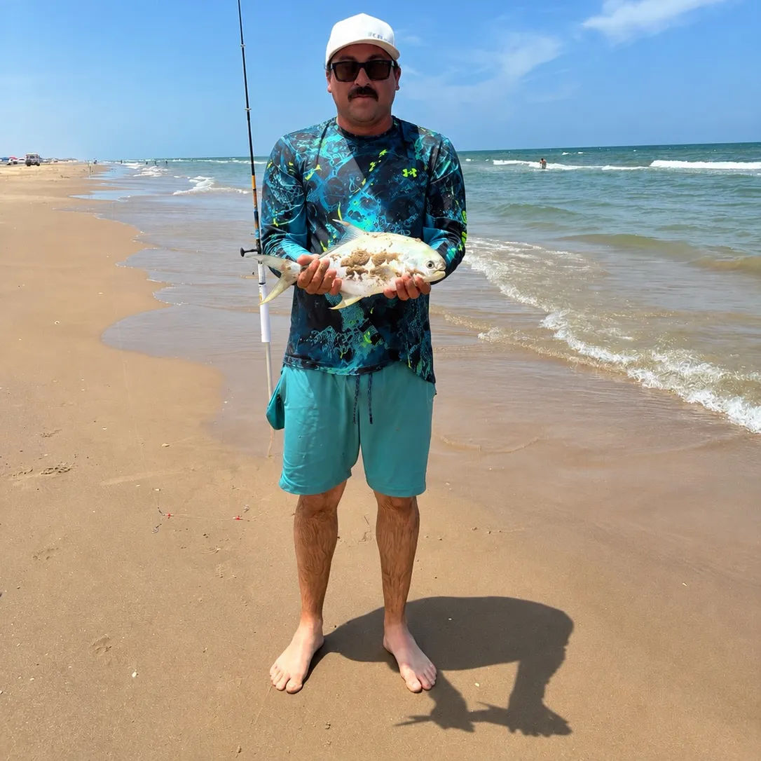 The most recent Southern pompano catches on Fishbrain