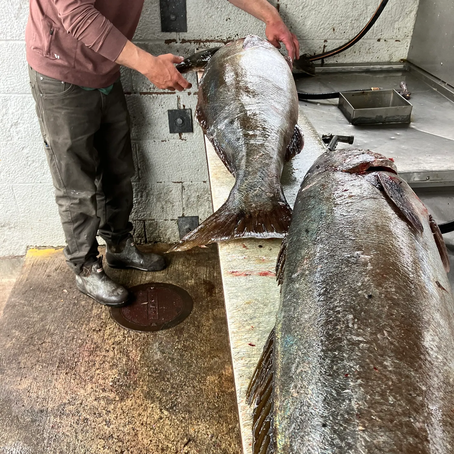White seabass caught on Fishbrain