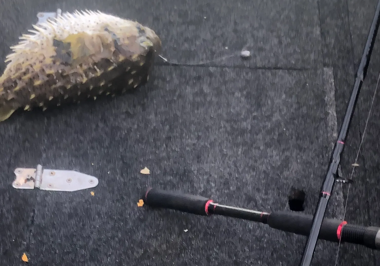 Spot-fin porcupinefish