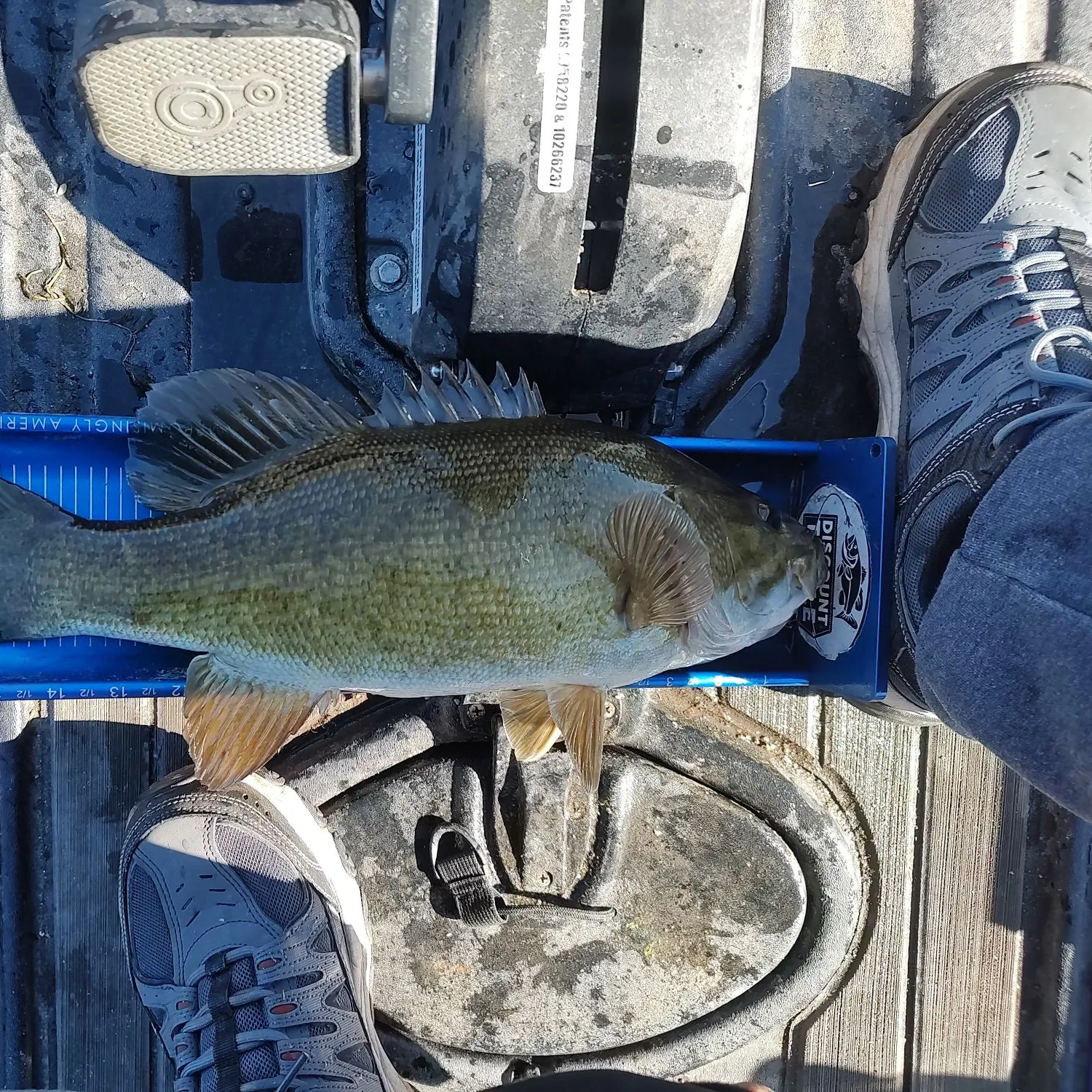 Smallmouth bass caught on Fishbrain