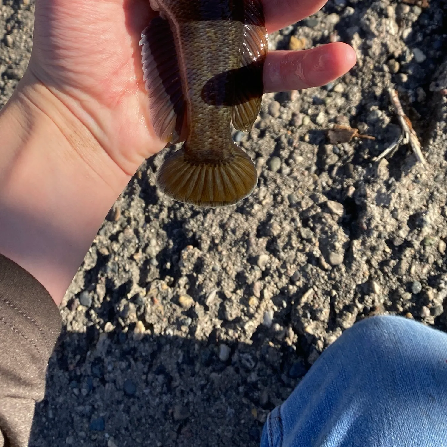 Round goby caught on Fishbrain