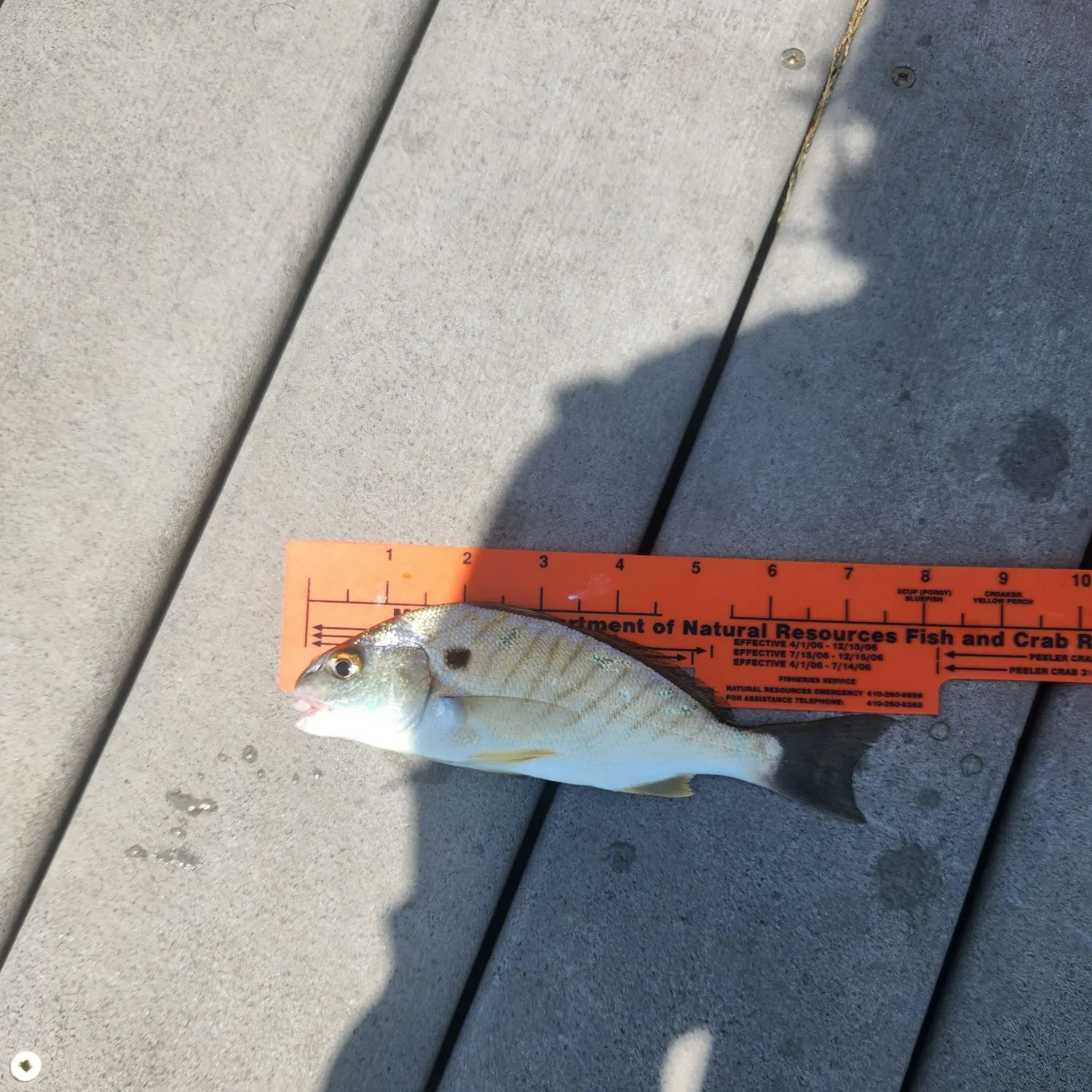 recently logged catches