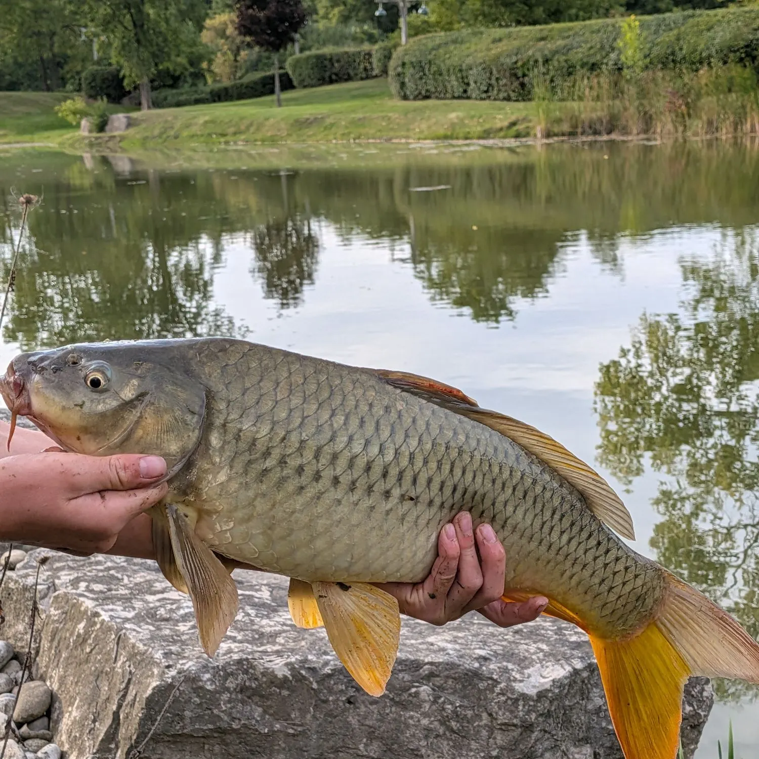 Common carp caught on Fishbrain