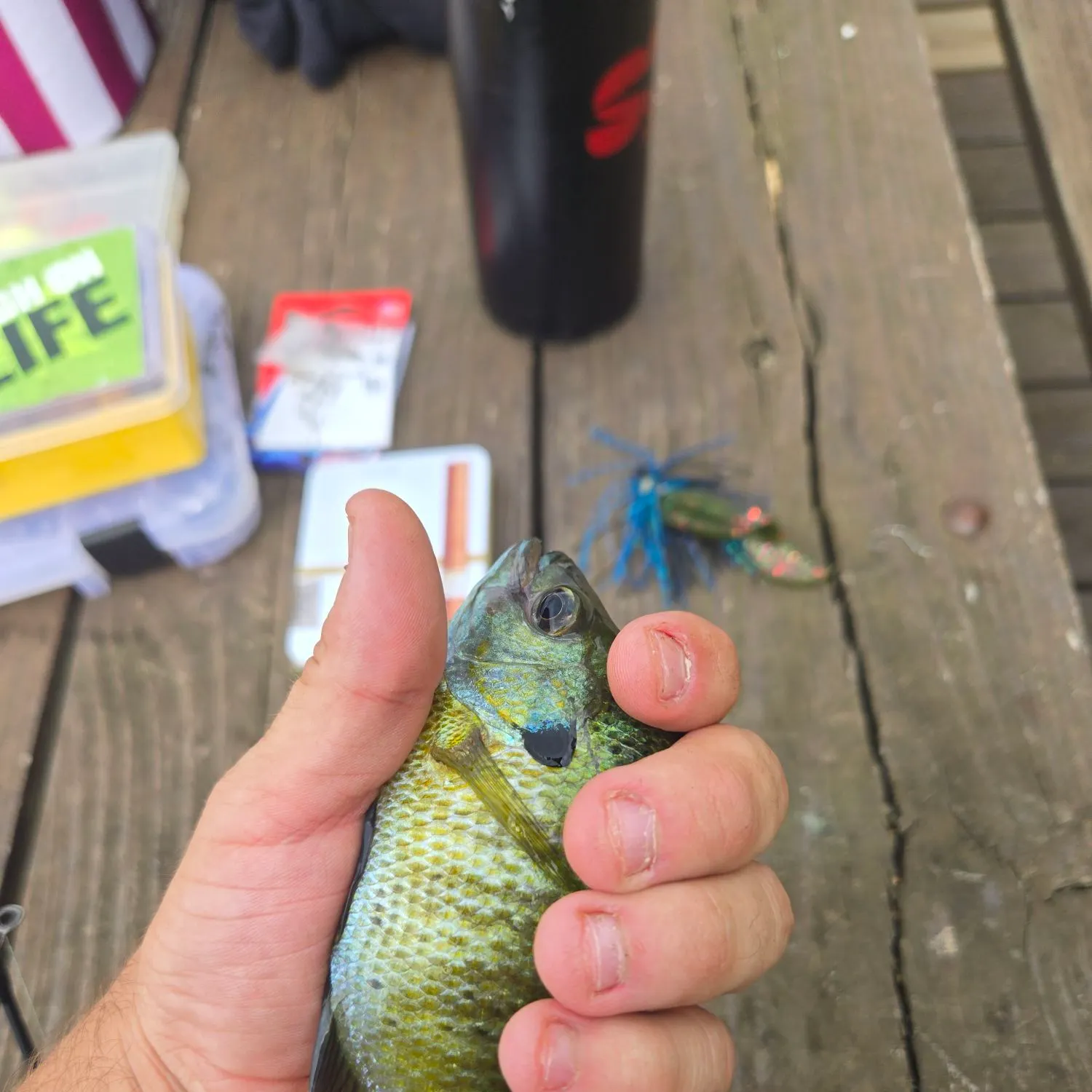 Bluegill caught on Fishbrain