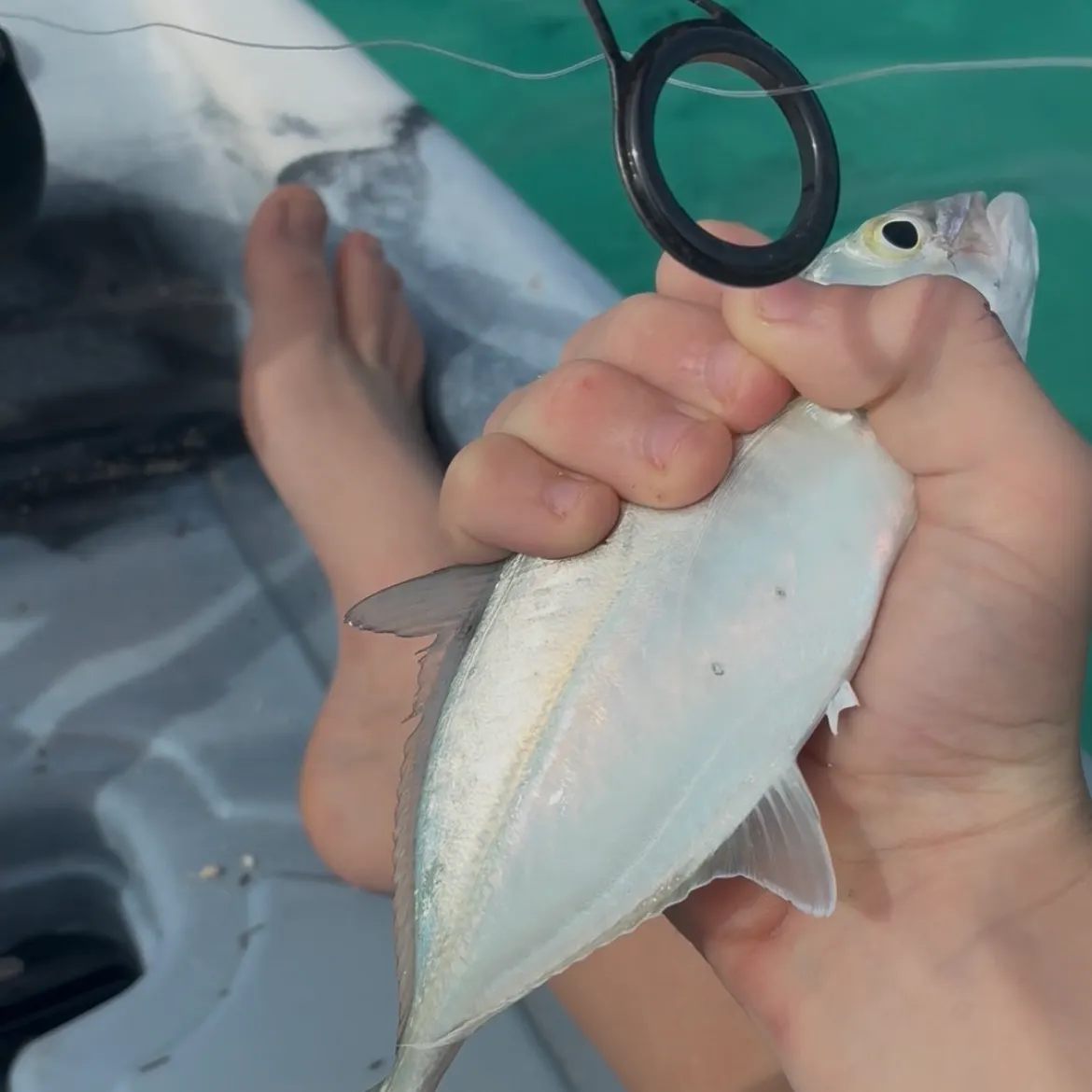 The most recent Horse-eye jack catches on Fishbrain