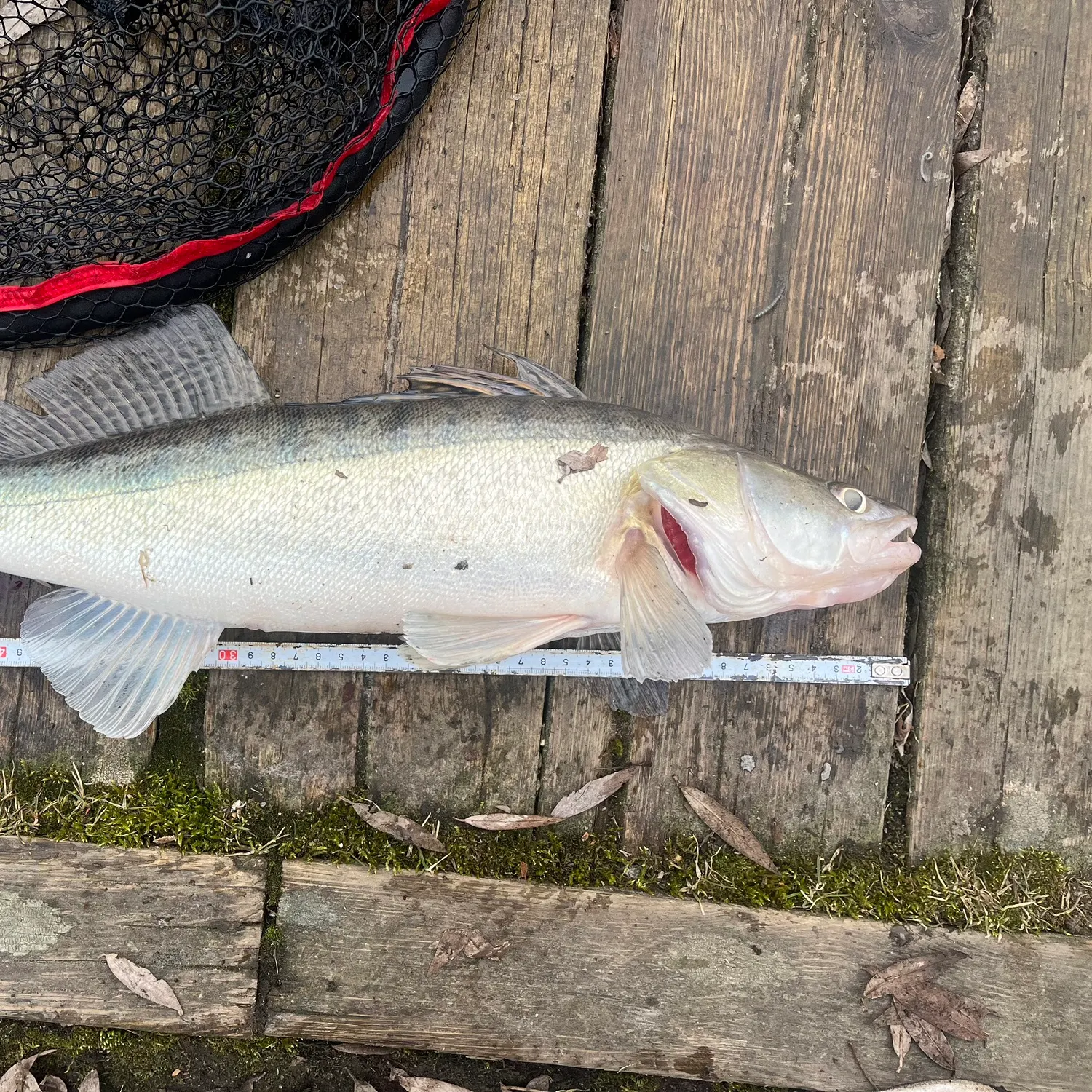 The most recent Zander catches on Fishbrain