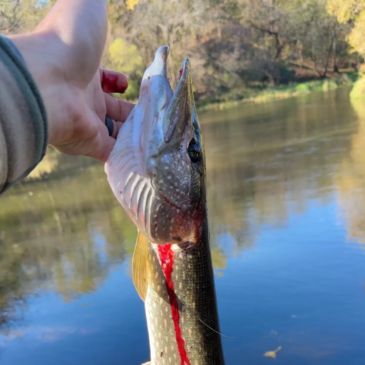 Northern pike caught on Fishbrain