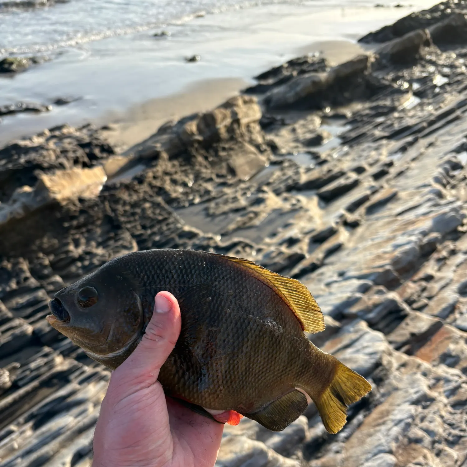 Black perch caught on Fishbrain
