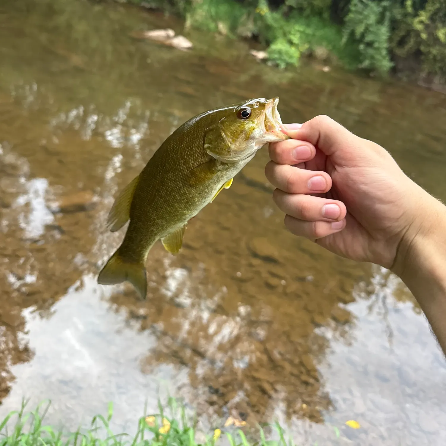 Spotted bass caught on Fishbrain