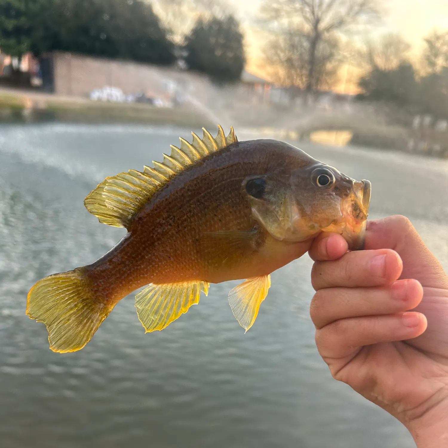 The most recent Green sunfish catches on Fishbrain
