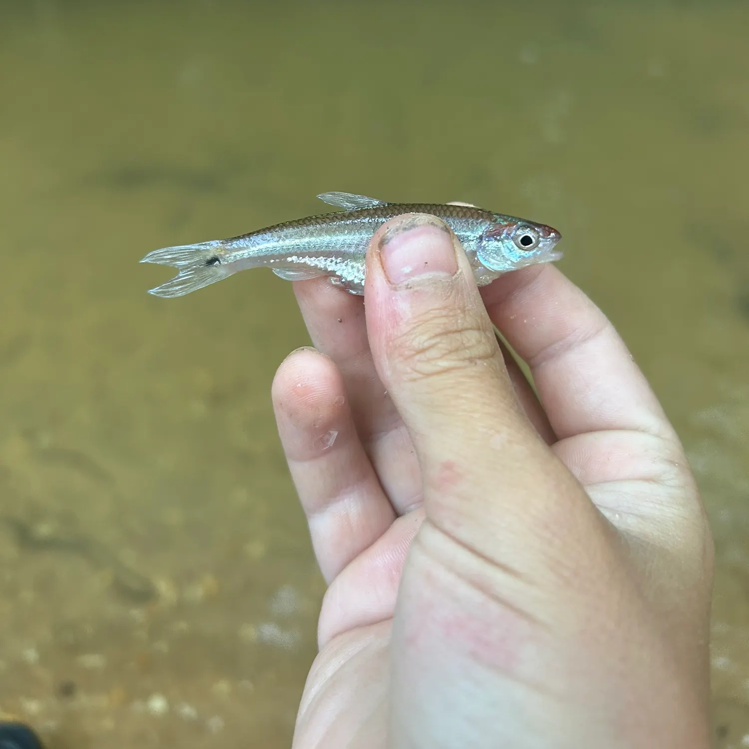 The most recent Rough shiner catches on Fishbrain