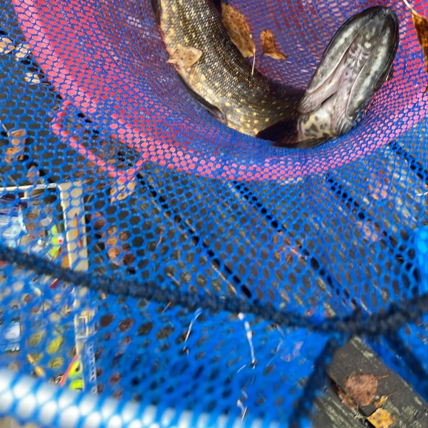 Northern pike caught on Fishbrain