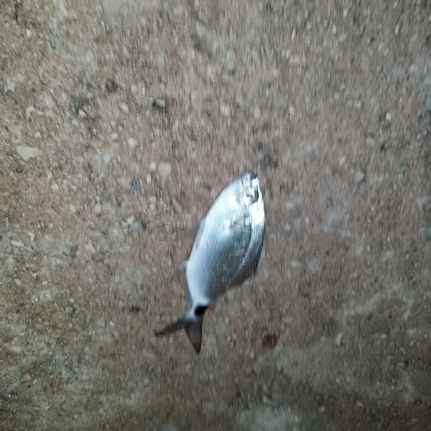 Saddled seabream caught on Fishbrain