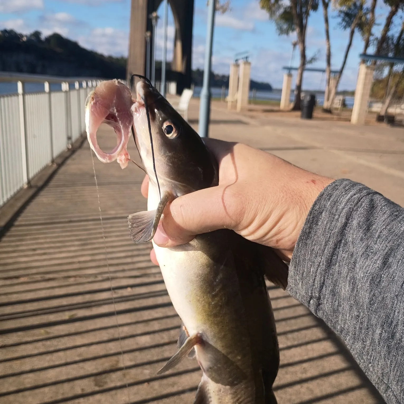 Channel catfish caught on Fishbrain