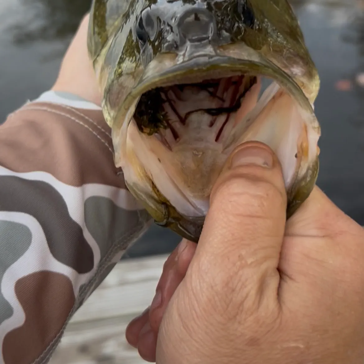 Largemouth bass caught on Fishbrain