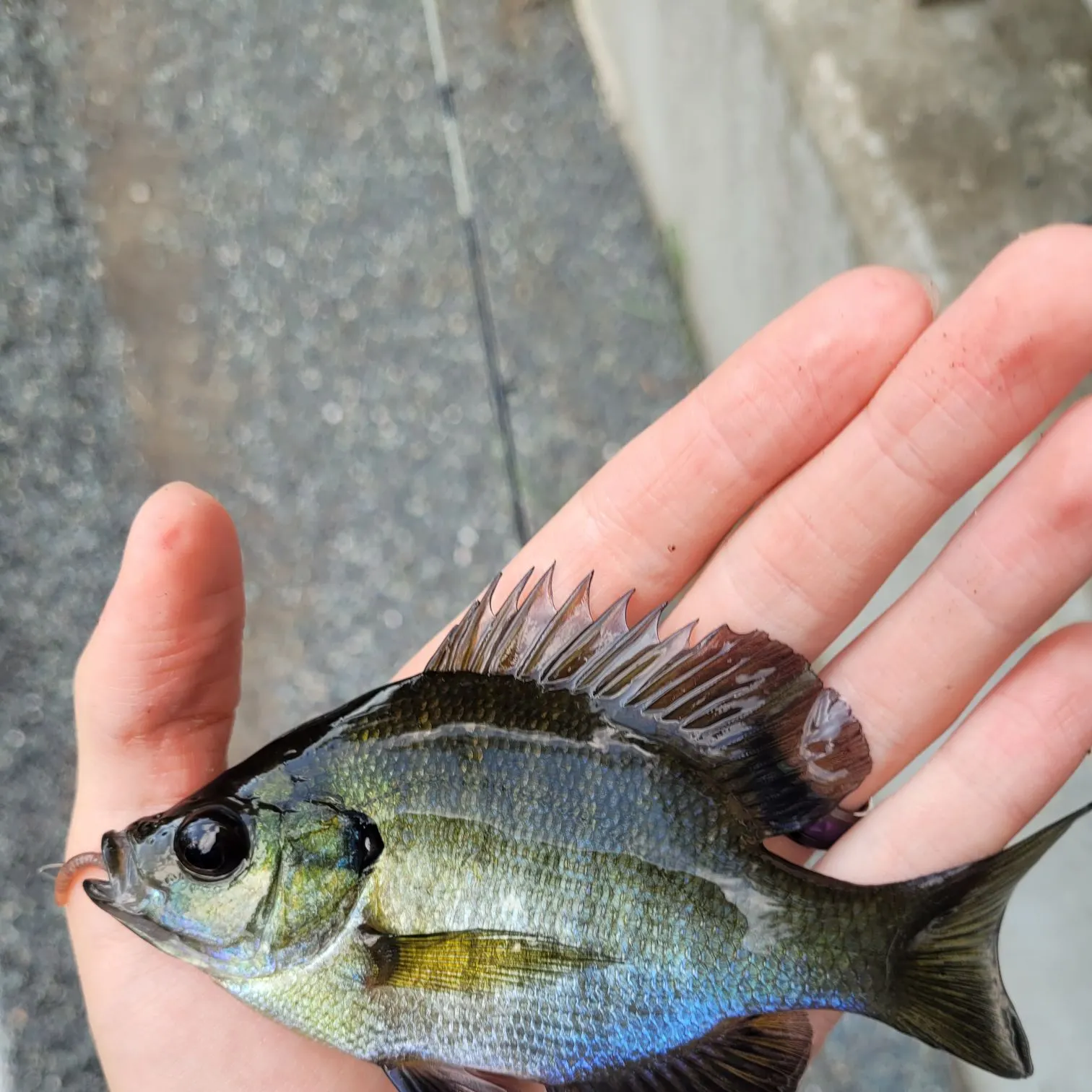 Bluegill caught on Fishbrain